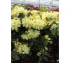 Рододендрон Голдкрон (Goldkrone) С2